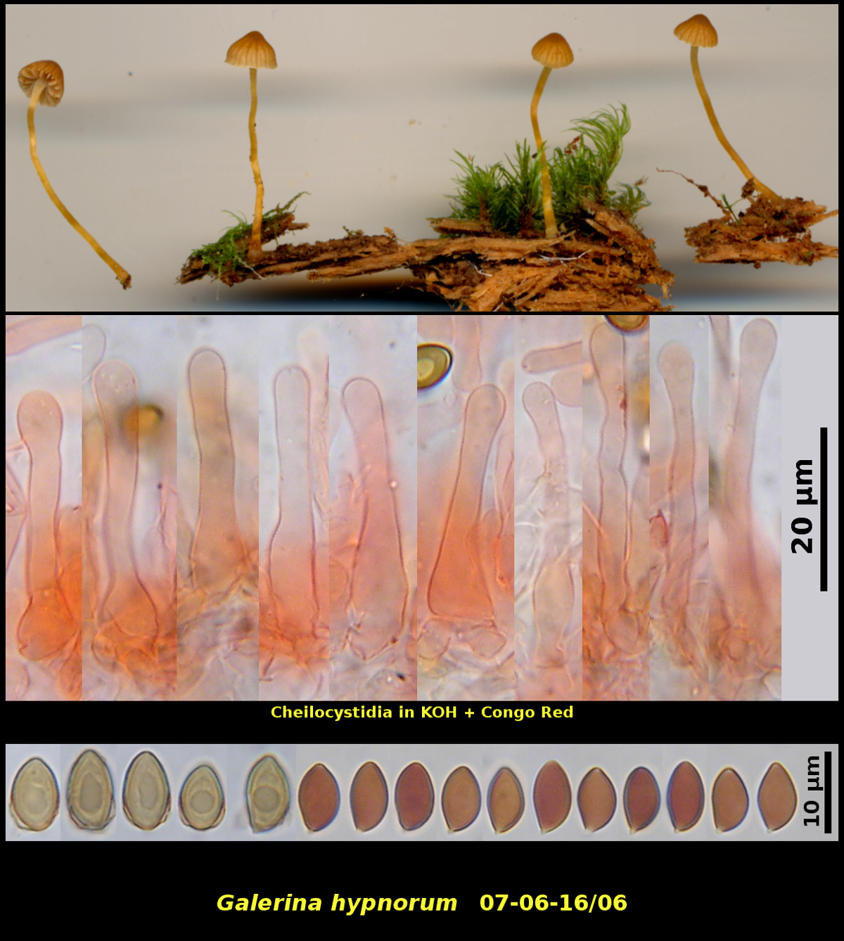 Picture of <i>Galerina hypnorum</i>